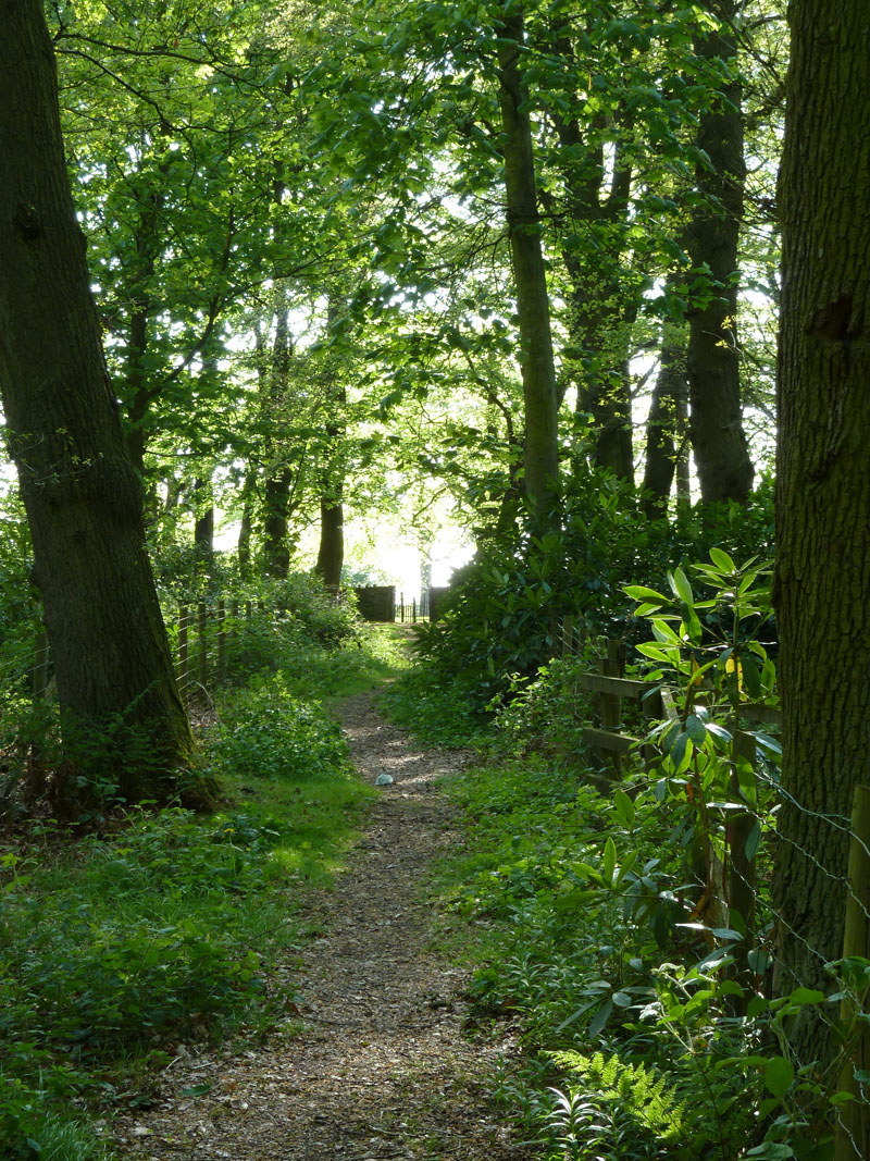 Huntroyde Woods